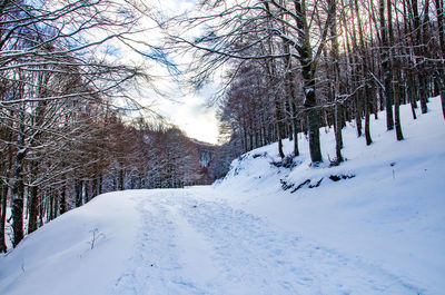 Bare trees on snow covered landscape