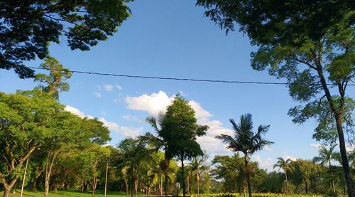 Low angle view of trees against sky