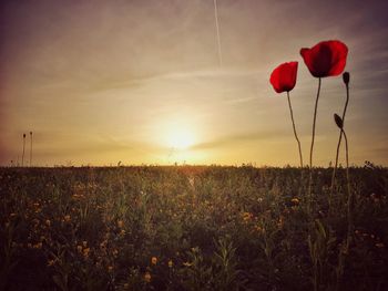 Scenic view of poppy field against sky during sunset