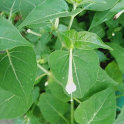 Close-up of green leaves