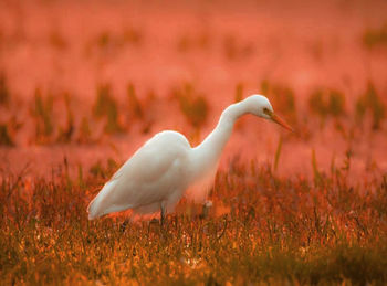 Side view of bird on grass