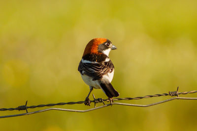 Close-up of bird perching on twig