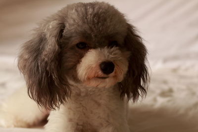 Close-up portrait of dog