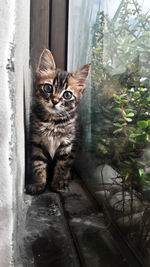 Portrait of cat sitting by window