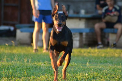 Dog running on field