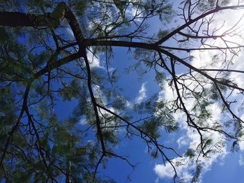 Low angle view of bare tree against sky