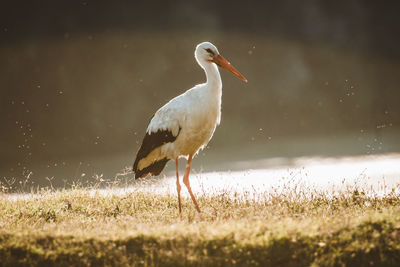 Bird on a field