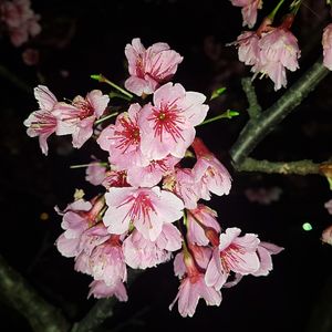 Close-up of pink flowers