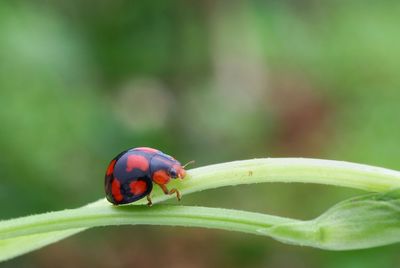 Close-up of ladybug on leaf