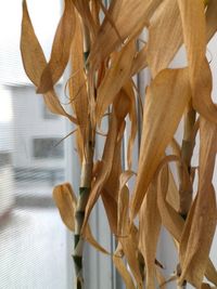 Close-up of plant against wall at home