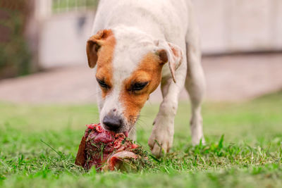 Close-up of dog with bone