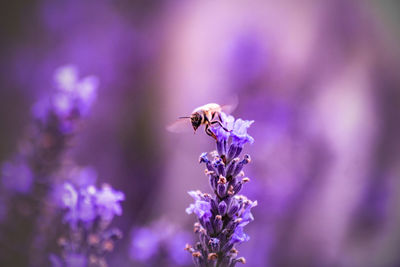 Close-up of bee pollinating on purple lavender 