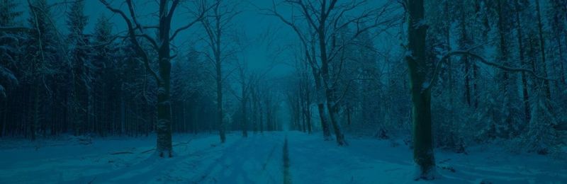 Snow covered trees in forest