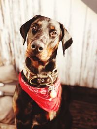 Close-up portrait of a dog