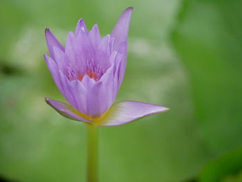 Close-up of purple water lily