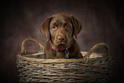 Close-up portrait of dog in basket