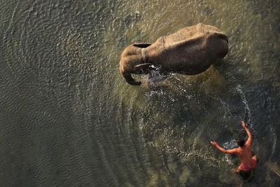 High angle view of water splash on elephant while taking bath with human