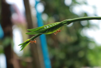 Close-up of plant