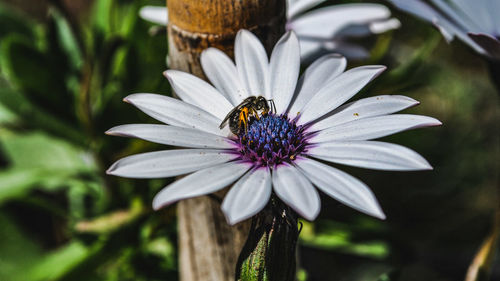 Close-up of insect on flower