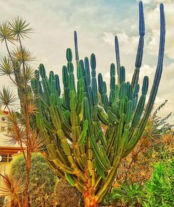 Close-up of plants against sky