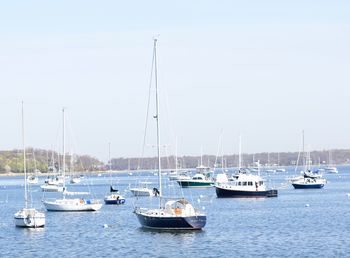 Sailboats moored in marina