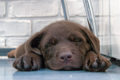 Close-up of dog sleeping