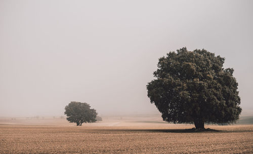 Tree on field against clear sky