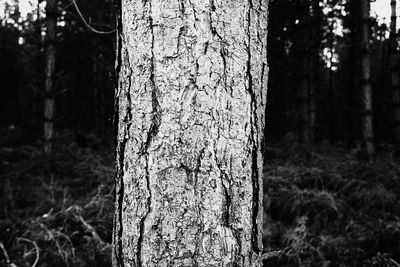Close-up of tree trunk in forest