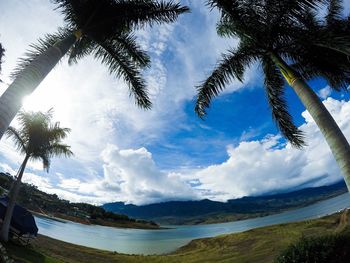 Scenic view of palm trees on beach against sky