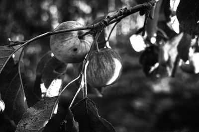 Close-up of fruits growing on tree