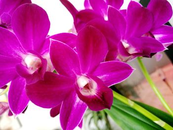 Close-up of pink flowers blooming outdoors