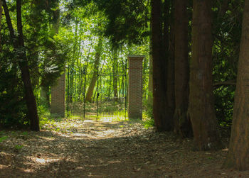 Trees in forest