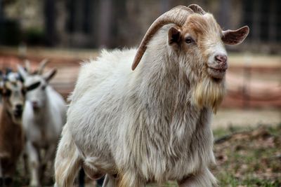 Close-up of goat