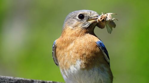 Close-up of a bird with moth in beak