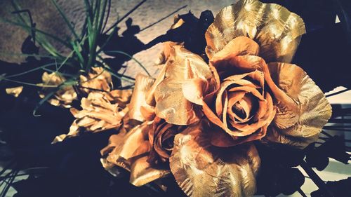 Close-up of wilted rose