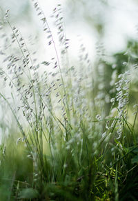 Close-up of grass growing on field