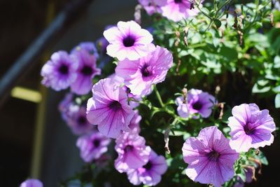 Close-up of purple flowers blooming outdoors