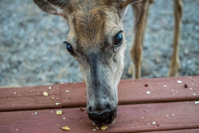 Close-up portrait of a dog