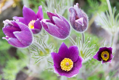 Close-up of purple flowers blooming outdoors