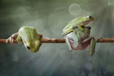 Close-up of frog on plant