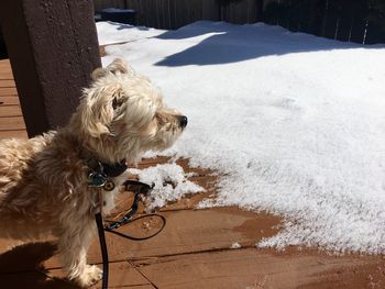 Close-up of dog outdoors