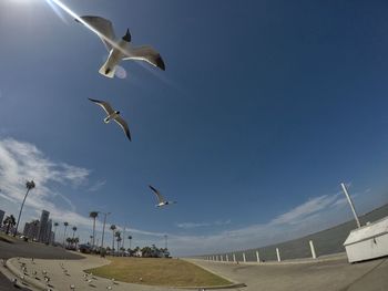 Low angle view of seagulls flying in sky