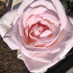 Close-up of pink rose