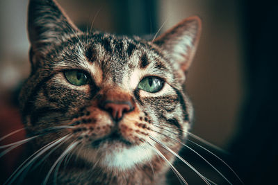 Close-up portrait of a cat