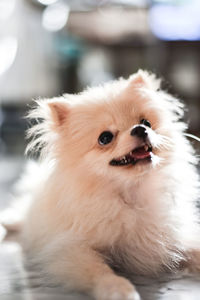 Close-up of dog looking away