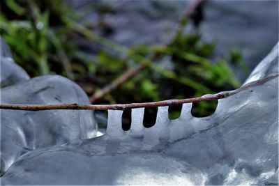 Close-up of ice on leaf