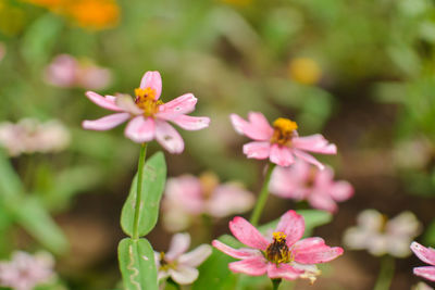 Close-up of pink flowers blooming outdoors