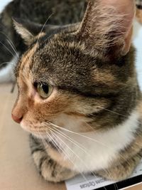 Close-up of cat looking away