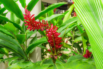 Close-up of red flowering plant