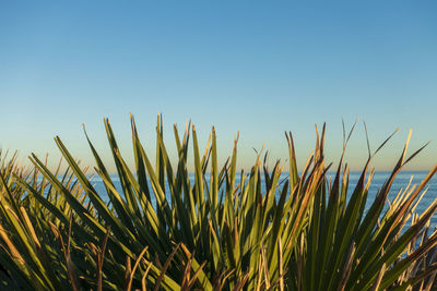 Close-up of plants growing on field against clear sky